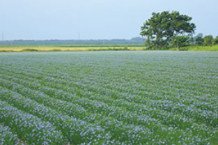 亜麻のコラム