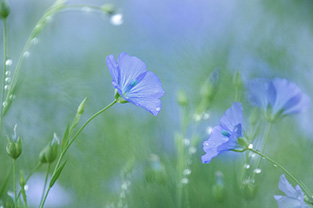 亜麻フォトコンテスト