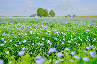 亜麻のカレンダー
