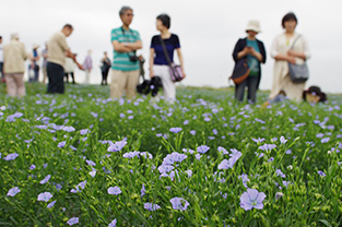 亜麻の畑